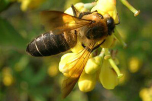 гималайские пчелы