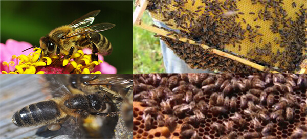 В области русские пчелы – среднерусская пчела характеристика