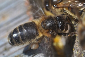 среднерусская пчела характеристика