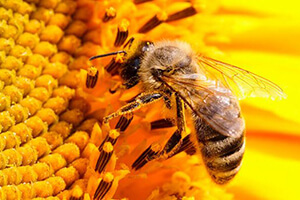 пчелы карника особенности