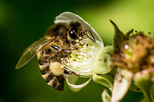 пчела кавказянка