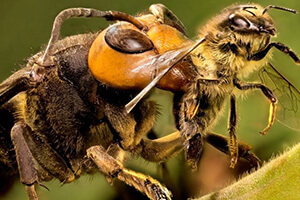 африканские пчелы убийцы