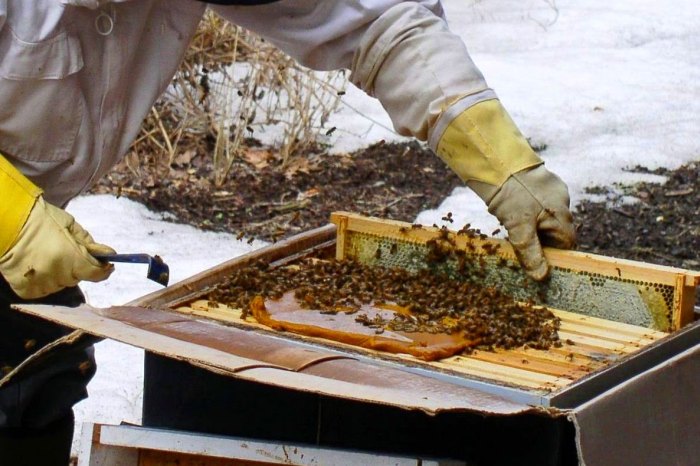 подготовка пчел к зиме