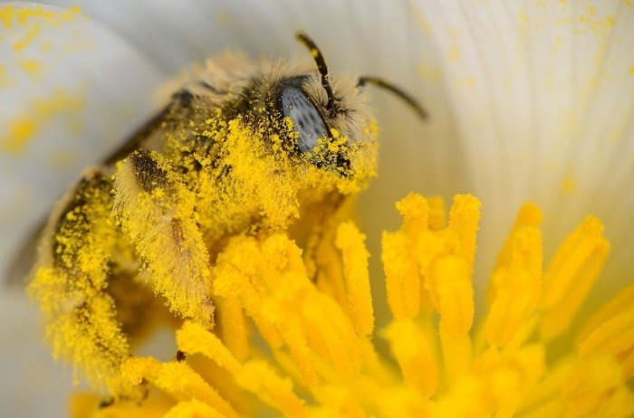чем полезна пчелиная пыльца