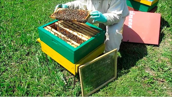 как сделать отводок из пчелиной семьи