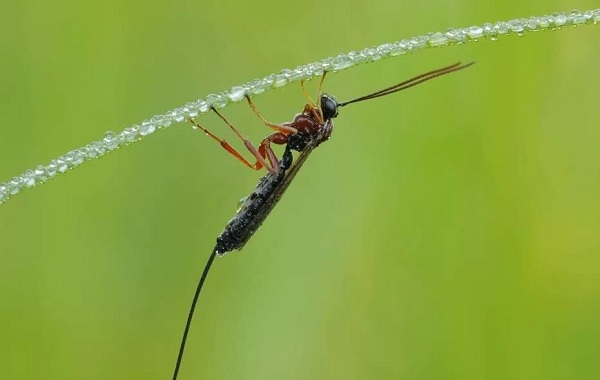 Наездник-насекомое-Описание-особенности-виды-образ-жизни-и-среда-обитания-наездника-24
