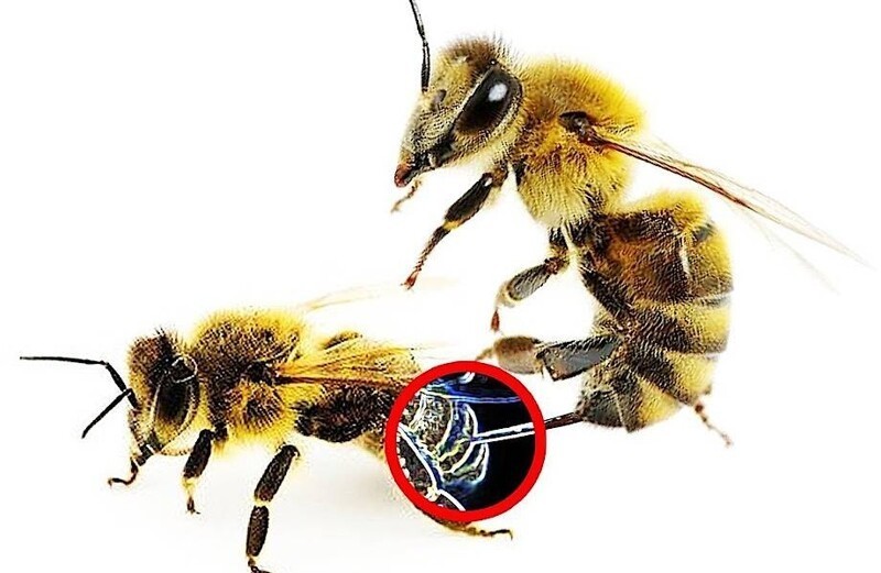 Может ли пчела ужалить пчелу?