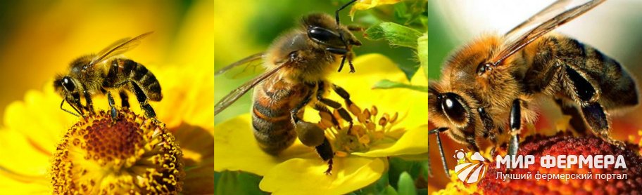Сбор нектара пчелами