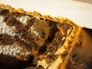 Перед зимой пчелы тщательно готовятся, утепляют дом прополисом