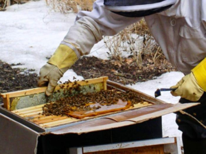 В некоторых случаях, пчел необходимо подкармливать