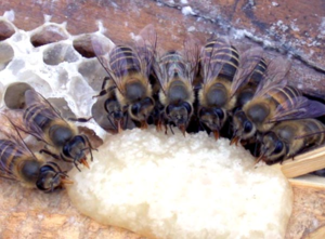 Для успешной зимовки, пчелам нужно создать комфортные условия
