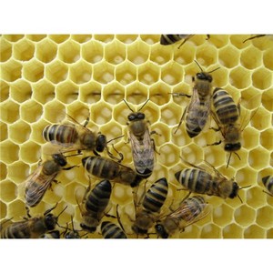 Пчелки крупно