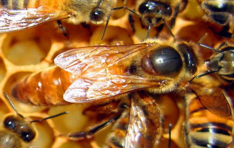 Пчела - виды, названия и описание, особенности, образ жизни, размножение и питание