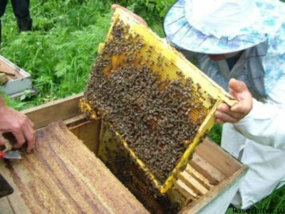 Пчелиный медосбор