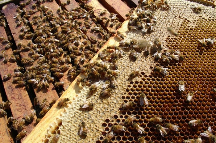 Пчелиный рой - это одна семья, в которой распределены все обязанности
