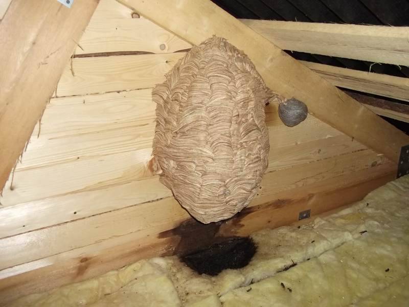 если шершни соорудили гнездо у вас на чердаке, стоит задуматься о его уничтожении