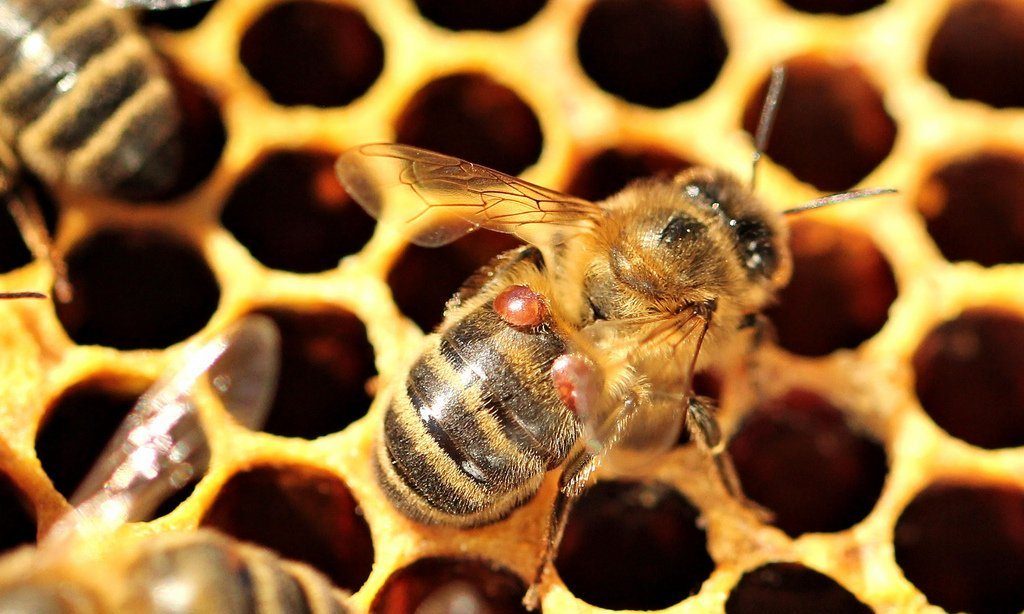 варроатоз у пчел