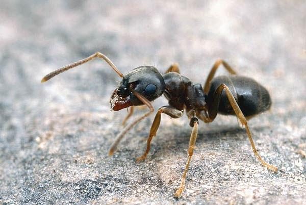 бледноногий муравей