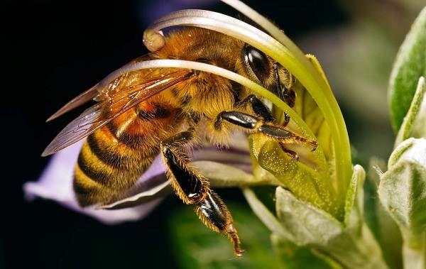 Пчела-насекомое-Описание-особенности-виды-образ-жизни-и-среда-обитания-пчелы-1