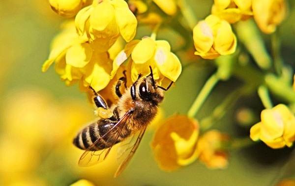 Пчела-насекомое-Описание-особенности-виды-образ-жизни-и-среда-обитания-пчелы-4