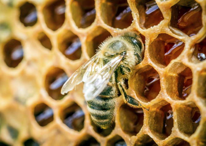 Как получают пчелиный воск