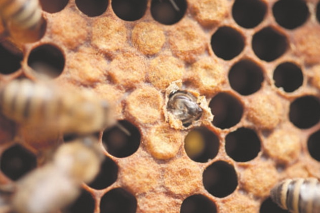 Рождение рабочей пчелы