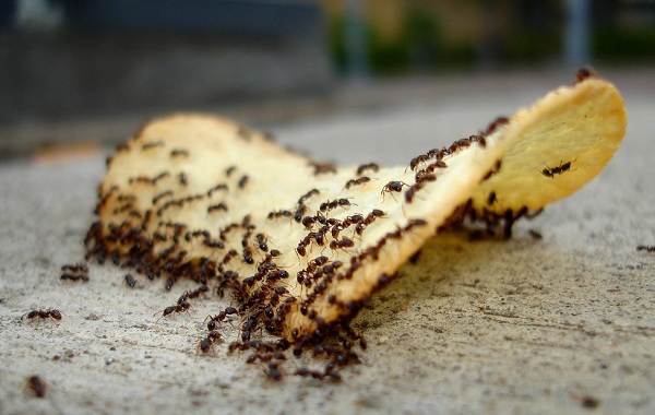 Муравей-насекомое-Описание-особенности-виды-образ-жизни-и-среда-обитания-муравья-17