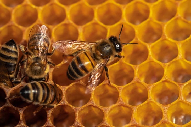 соты и пчелы 
