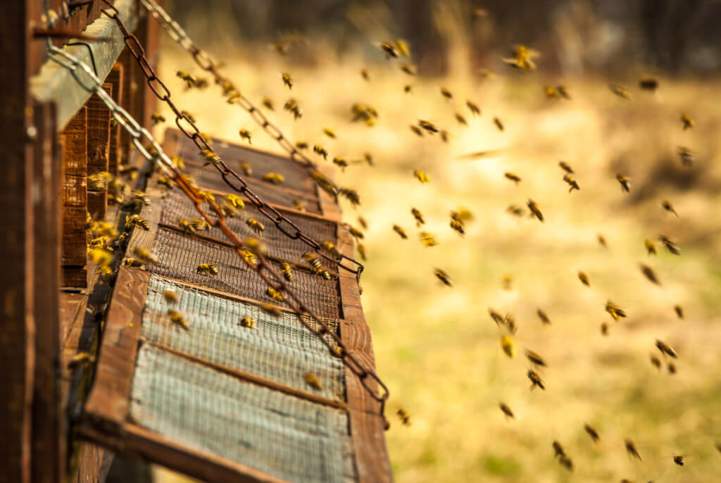 Причины роения пчел, препараты и методы его предупреждения