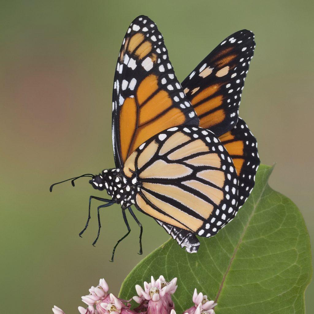 Монарх бабочка