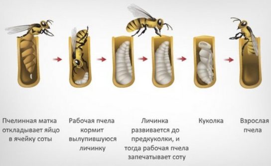 Схема размножения матки пчелы