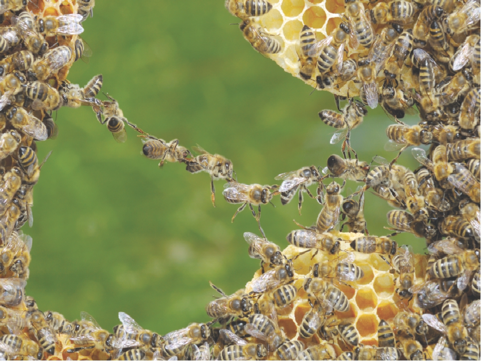 Фото: как пчелы строят соты