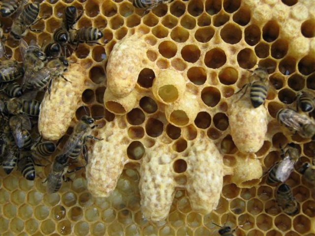 Как предотвратить роение пчел? Срежьте маточники. Это просто и эффективно.
