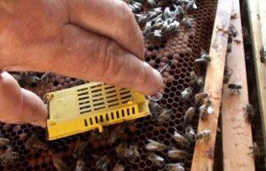Зачем нужна замена пчеломаток и способы подсадки в улей в августе
