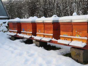 Разновидности помещений для зимовки пчел и как их изготовить своими руками