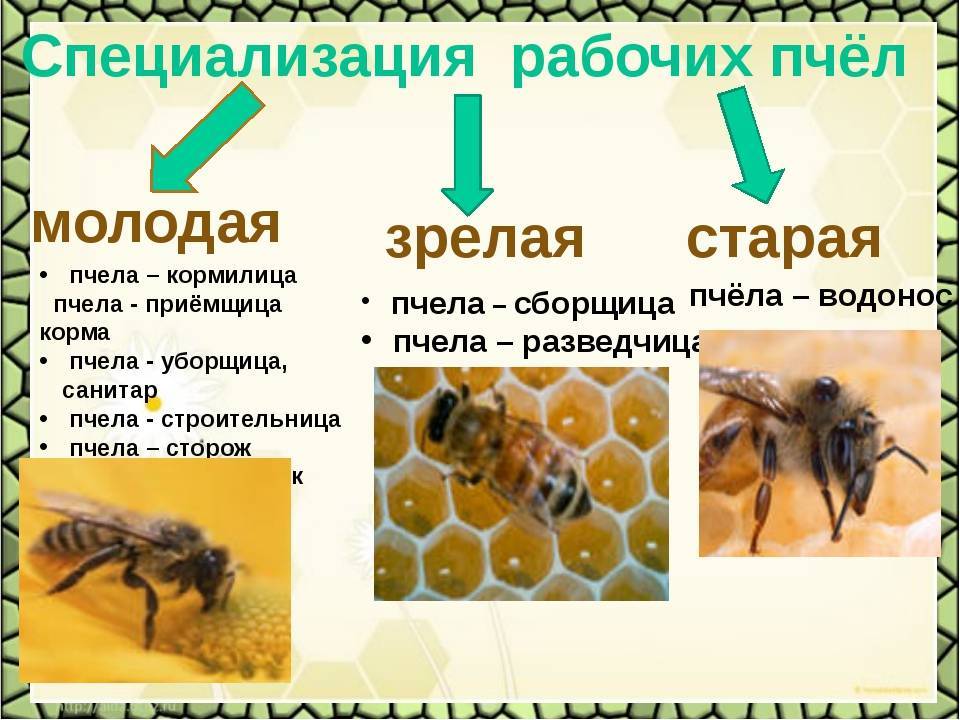 Пчелиная семья: иерархия, устройство, распределение обязанностей