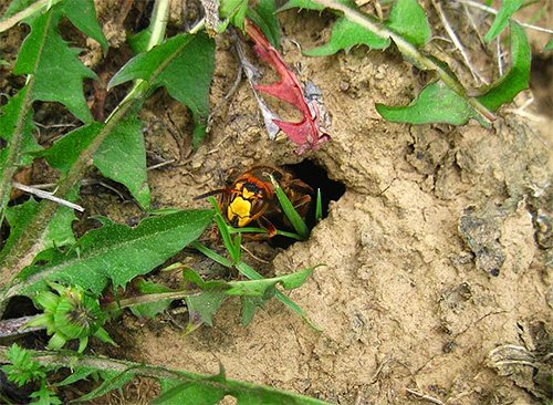 Если гнездо шершней или ос находится в земле, уничтожить насекомых можно с помощью кипятка