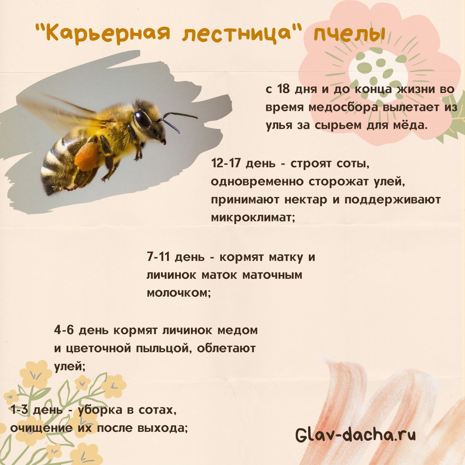 Способы размножения пчел: естественное и искусственное,сроки, сколько дней выводится пчела