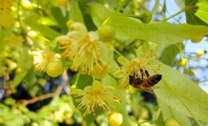 медоносы высеваемые специально для пчел