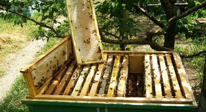 Секреты содержания пчёл в лежаках