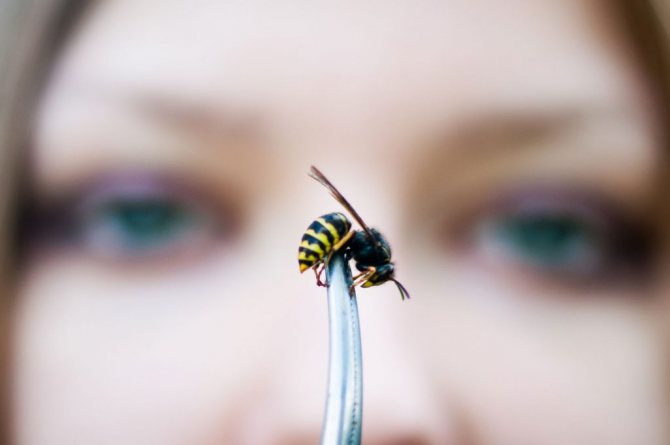 Зачем же нужны осы и последствия их вымирания