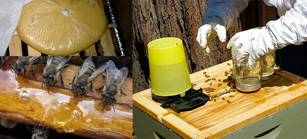 Весенняя подкормка пчёл на пасеке