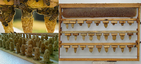 Искусственный вывод качественных пчелиных маток