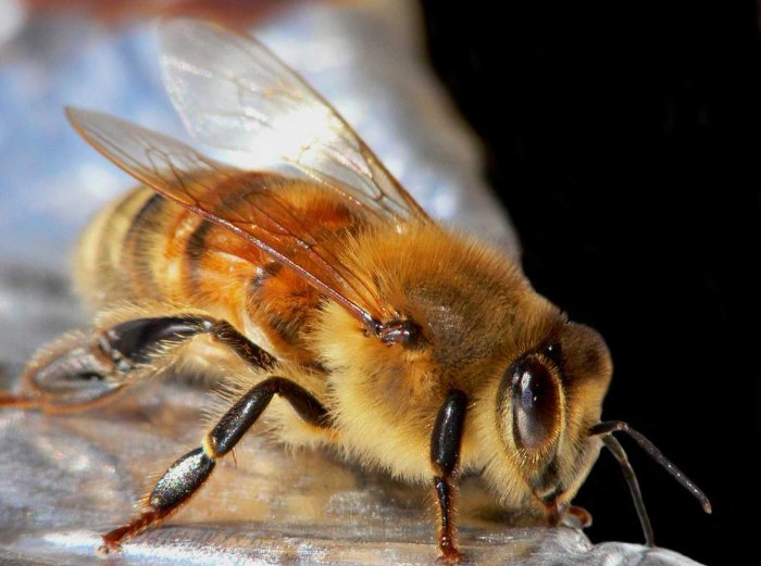 Жизненная позиция трутня, основная роль в семействе пчел